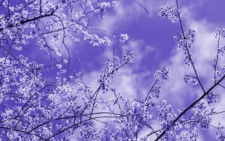 Картинка nature, beauty, lavender, blossoms