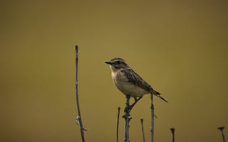 Картинка боке, сидя на ветке, Луговой чекан, Лажанский Руфат, маленькая птичка