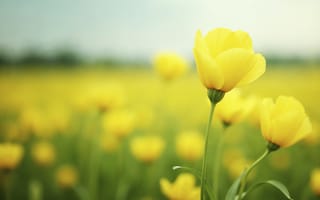 Картинка поле, цветы, желтые, summer, yellow, flowers, field