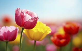 Картинка цветы, весна, flowers, n.mgfys, spring, tulips