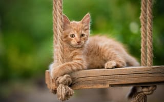 Картинка качели, котёнок, рыжий, Юрий Коротун
