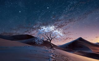 Картинка twilight, bloom, dunes