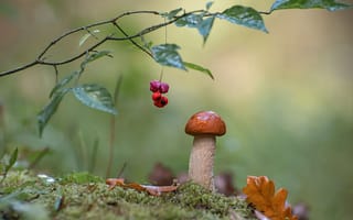Картинка лист, ягоды, В осеннем лесу, ветка дерева, гриб, красота, Андрей Киселёв