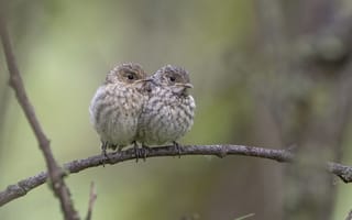 Картинка двое, боке, Вдвоём теплее, Андрей Киселёв, птички на ветке