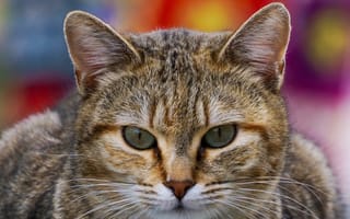Картинка кошка, макросъёмка, крупным планом, зелёные глаза