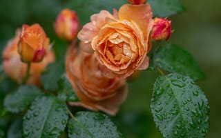 Картинка листья, капли, розы, Алексей Курлянцев, бутоны, роса, оранжевые
