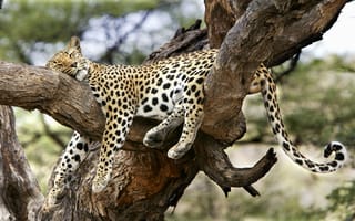 Картинка леопард, сон, дерево, удобный