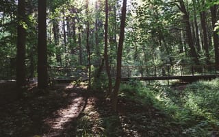Картинка лес, солнце, Артём, природа, Россия, деревья