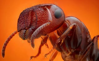 Картинка макро, Муравей, насекомое, Ant