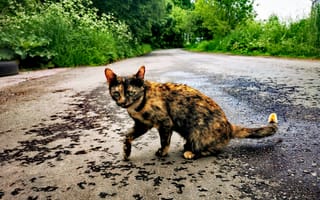 Картинка дорога, деревья, Артём, животное, Россия, котёнок
