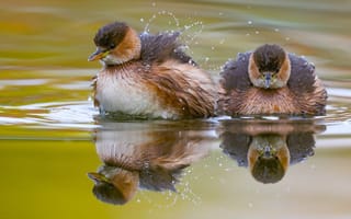 Картинка Вода, Птица, Tachybaptus ruficollis, Малая поганка, David Manusevich, Водоплавающие, Little grebes