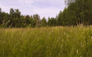 Картинка поле, лес, природа, лето, небо, облака, трава, деревья