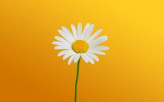Картинка White Daisies, Желтый, Plant Close up, Растение крупным планом, Дикий цветок, Белые маргаритки, Wild Flower