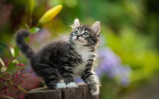 Картинка серый, размытость, Юрий Коротун, колода, котёнок