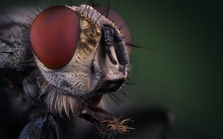 Картинка макро, Муха, насекомое, Олег Савицкий, боке