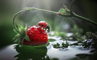 Картинка вода, макро, Летняя свежесть, земляника, божья коровка, ягода, боке, Лапшина Владлена