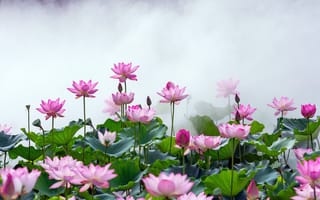 Картинка цветок, China, Китай, Lotus in the mist, Фошань, Foshan, Лотос в тумане