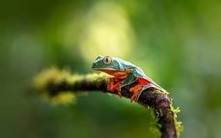 Картинка макро, ветка, Splendid leaf frog, Первобытный лес, боке, Primeval Forest, Великолепная листовая лягушка, Джунгли