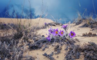 Картинка цветы, боке, флора, Алексей Кретов, Цветы на песке, Прострел раскрытый