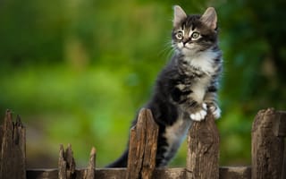 Картинка забор, котёнок, Юрий Коротун, стойка