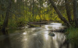 Картинка лес, деревья, речка, природа, nature, trees, river, forest