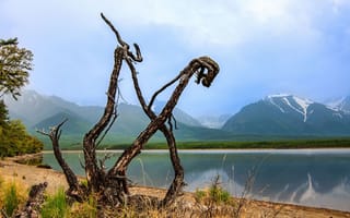 Картинка горы, озеро, Приветстуем прищельцев, Добролюбова Тамара, горизонт, красота, высохшее дерево