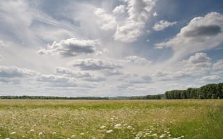 Картинка облака, цветы, простор, красота, Боголюбово, горизонт, Сергей Клапишевский, заливной луг