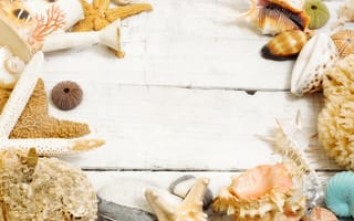 Картинка ракушки, wood, marine, seashells, морские звезды, stars