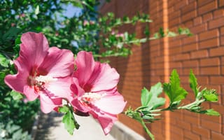Картинка цветы, дом, стена, Россия, боке, Артём, здание, растение