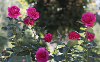 Картинка роза, куст, Дмитрий Чудинин