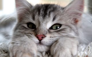 Картинка кошка, глаза, котенок, лапы, шерсть, кот, уши, взгляд