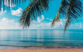 Картинка песок, море, пальмы, лето, небо, волны, берег, пляж
