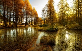 Картинка осень, вода, Природа, тина, деревья, водоем, лес, озеро