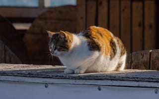 Картинка кошка, взгляд, котик, рыжая