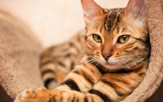 Картинка кот, взгляд, морда