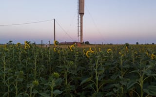 Картинка поле, лето, Россия, здание, подсолнухи, небо, вечер, постройки