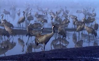 Картинка птицы, туман, журавль, Валентина Булкина, водоем, Журавлиное утро