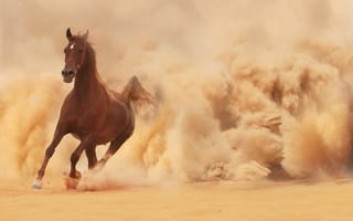 Обои конь, бег, пыль, бежит, песок, лошадь