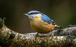 Картинка yellow, bird, branch, wildlife, blue, animal, tree, jay