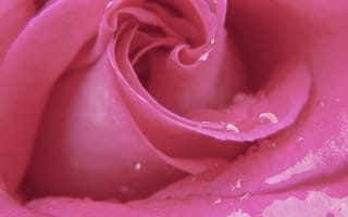 Картинка rose, flower, pink