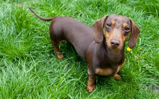 Картинка dog, ears, domestic, dachshund puppy, dachshund dog, doggy