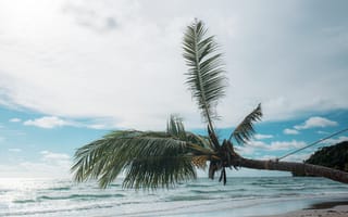 Картинка песок, море, пальмы, пляж, beach, небо, summer, лето