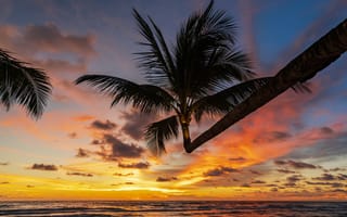 Картинка море, пляж, небо, summer, beach, sea, лето, пальмы