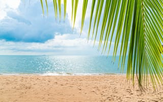 Картинка песок, море, пляж, лето, summer, beach, небо, пальмы