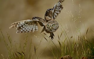Картинка полет, сова, боке, David Manusevich, размах крыльев, Little owl