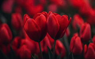 Картинка red, flowers, tulips