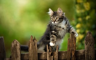 Картинка забор, котёнок, Юрий Коротун