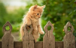 Картинка забор, рыжий, Юрий Коротун, котёнок