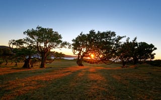Картинка трава, Деревья, Голубое небо, Восход солнца, Portugal, Португалия, Sunrise, Porto Moniz