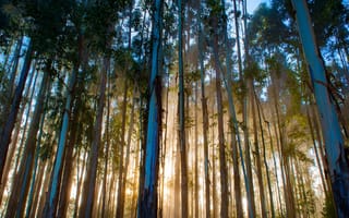 Картинка Бразилия, Brazil, Eucalyptus forest, Urubici, Santa Catarina, Эвкалиптовый лес, Урубичи, Санта-Катарина